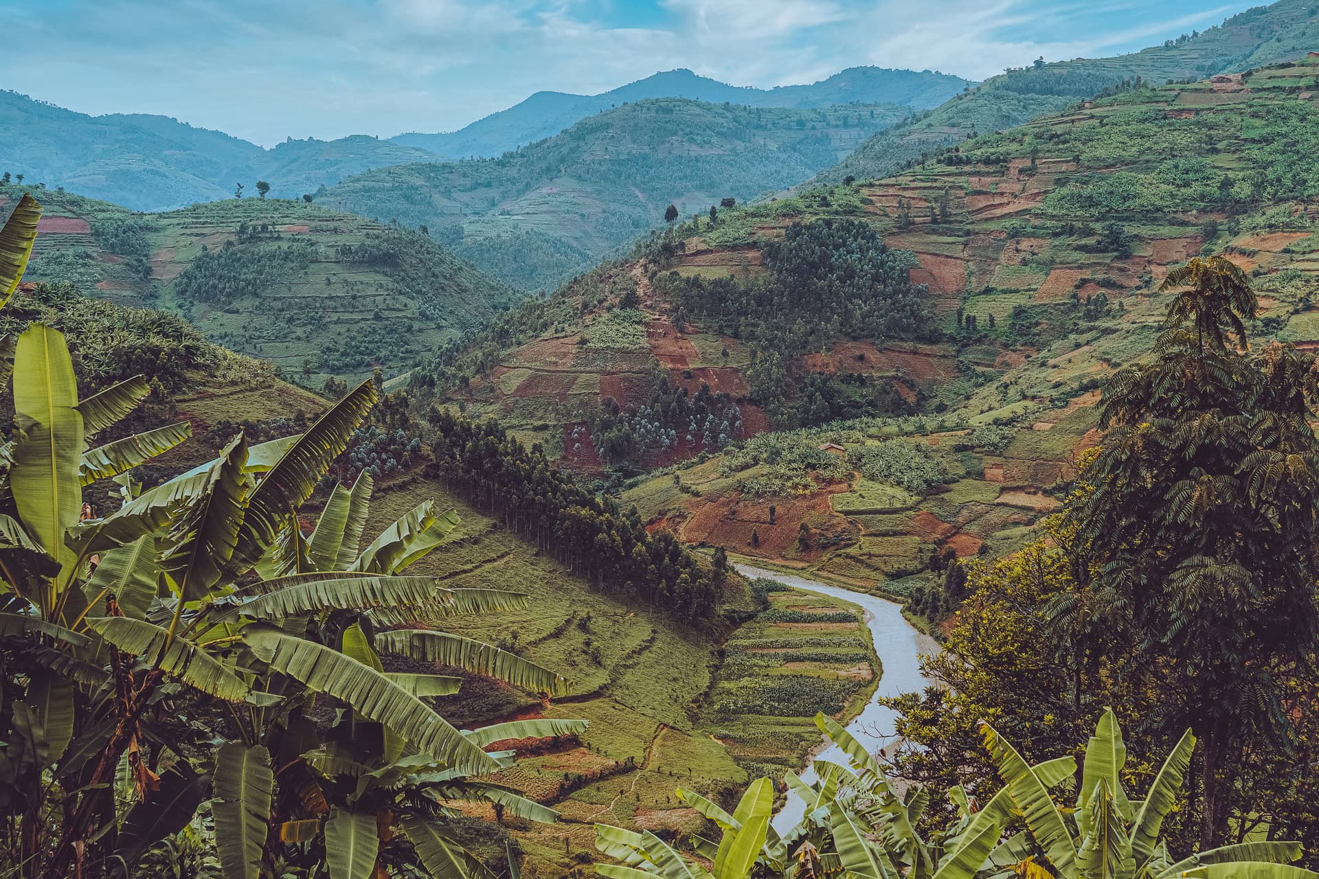 Rwandan agricultural landscape
